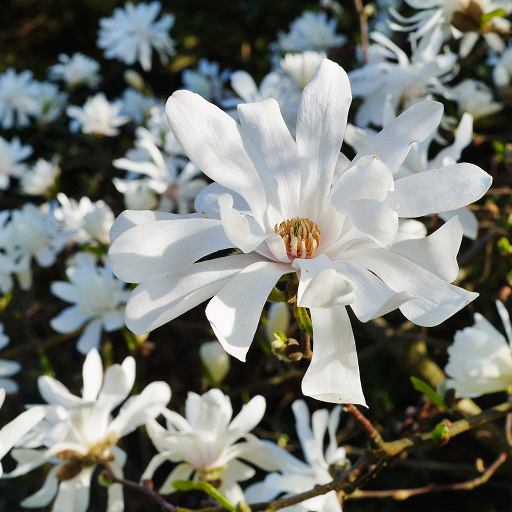 Royal Star Magnolia Tree