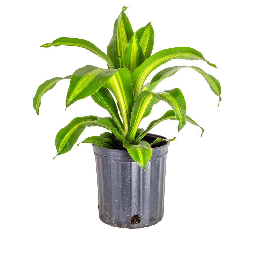 Costa Farms Dracaena Indoor Plant in 10 in. Black Grower Pot Avg. Shipping Height 2-3 ft. Tall CO.DMC10.GP