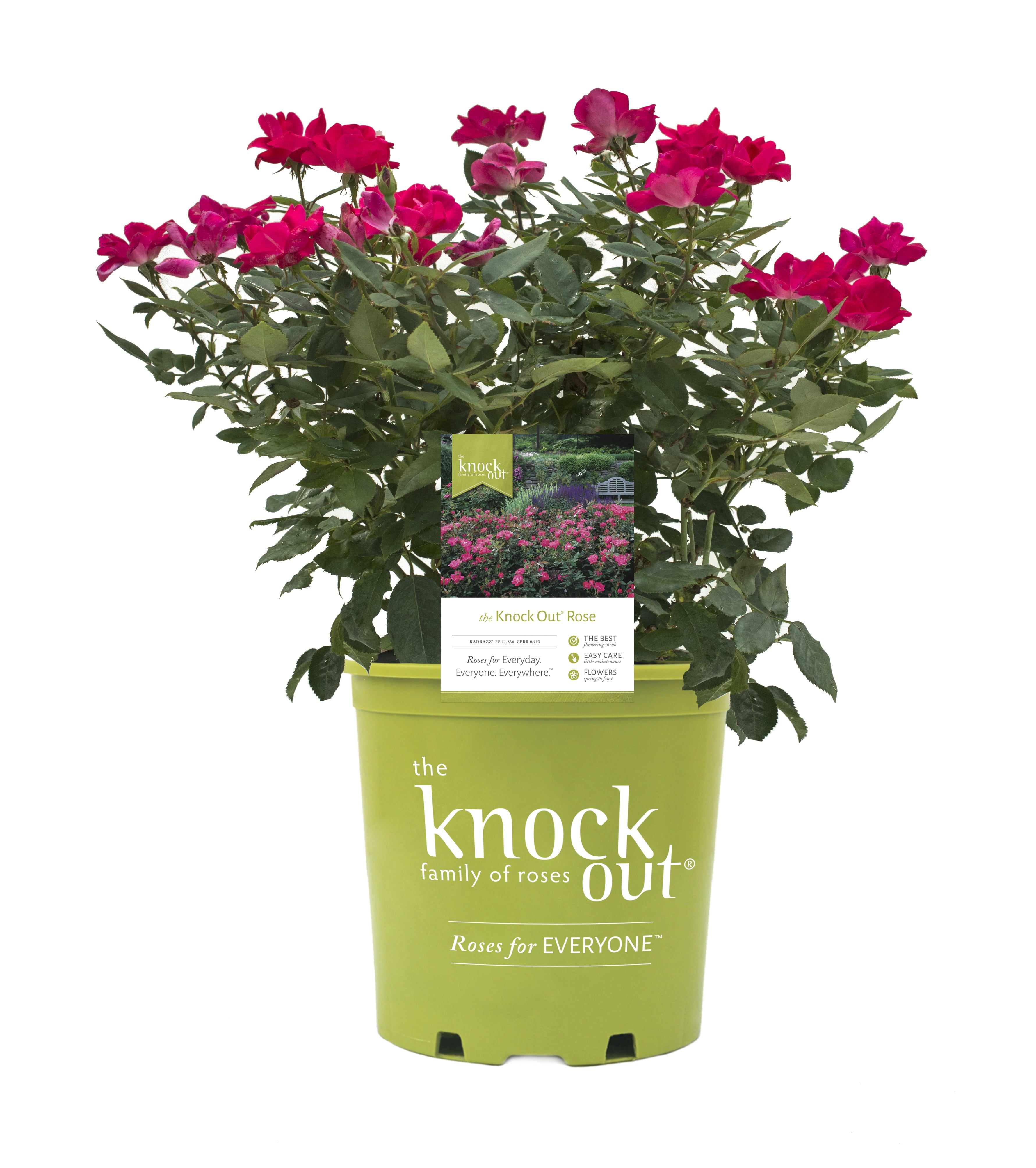 Bareroot Red Knock Out® Rose with Red Blooms - Live Plants - 2 Piece