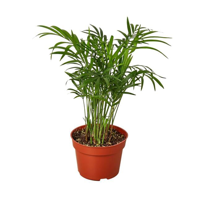 House Plant Dropship 4-PALM-PARLOR-NURSERY.POT 4 in. Parlor Palm Nursery Pot