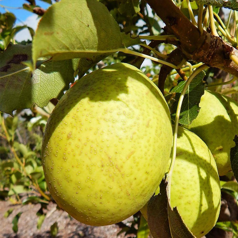 1 Gal. Hood Pear Tree PEAHOO01G