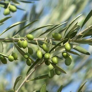 2 ft. - 3 ft. Arbequina Olive (2-Pack) THD00129