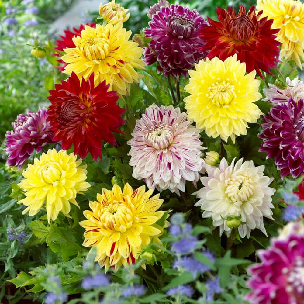 VAN ZYVERDEN Dahlias Giant Blooming Dinnerplate Mixed Bulbs (Set of 7) 11219