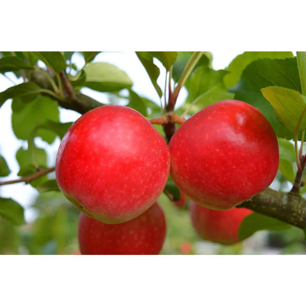 Online Orchards 4-in-1 Apple Jubilee Tree Bare Root CBAP004