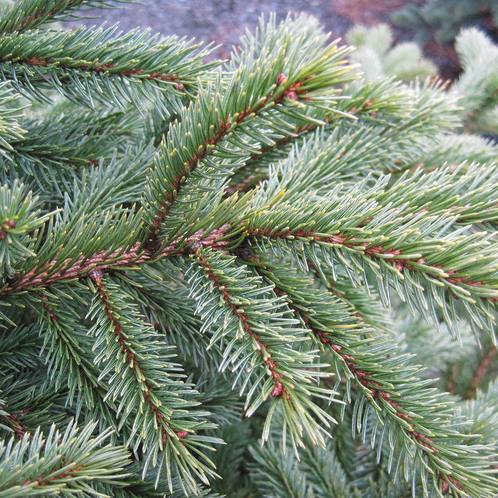 Black Hills Spruce Tree