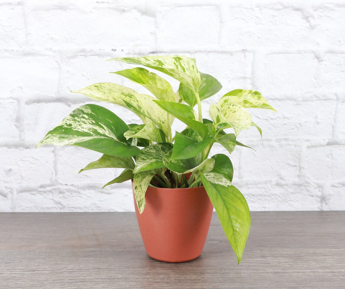 Live Marble Queen Pothos Plant - 4