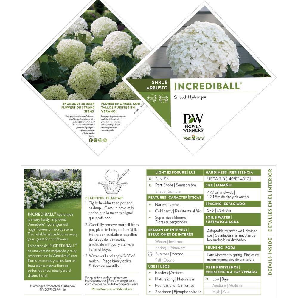 PROVEN WINNERS 5 Gal. Incrediball Hydrangea Shrub with Enormous White Blooms 18132
