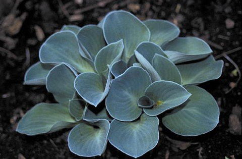 Blue Mouse Ears Hosta - 2008 Hosta of the Year - Dwarf/Fairy Garden - 4