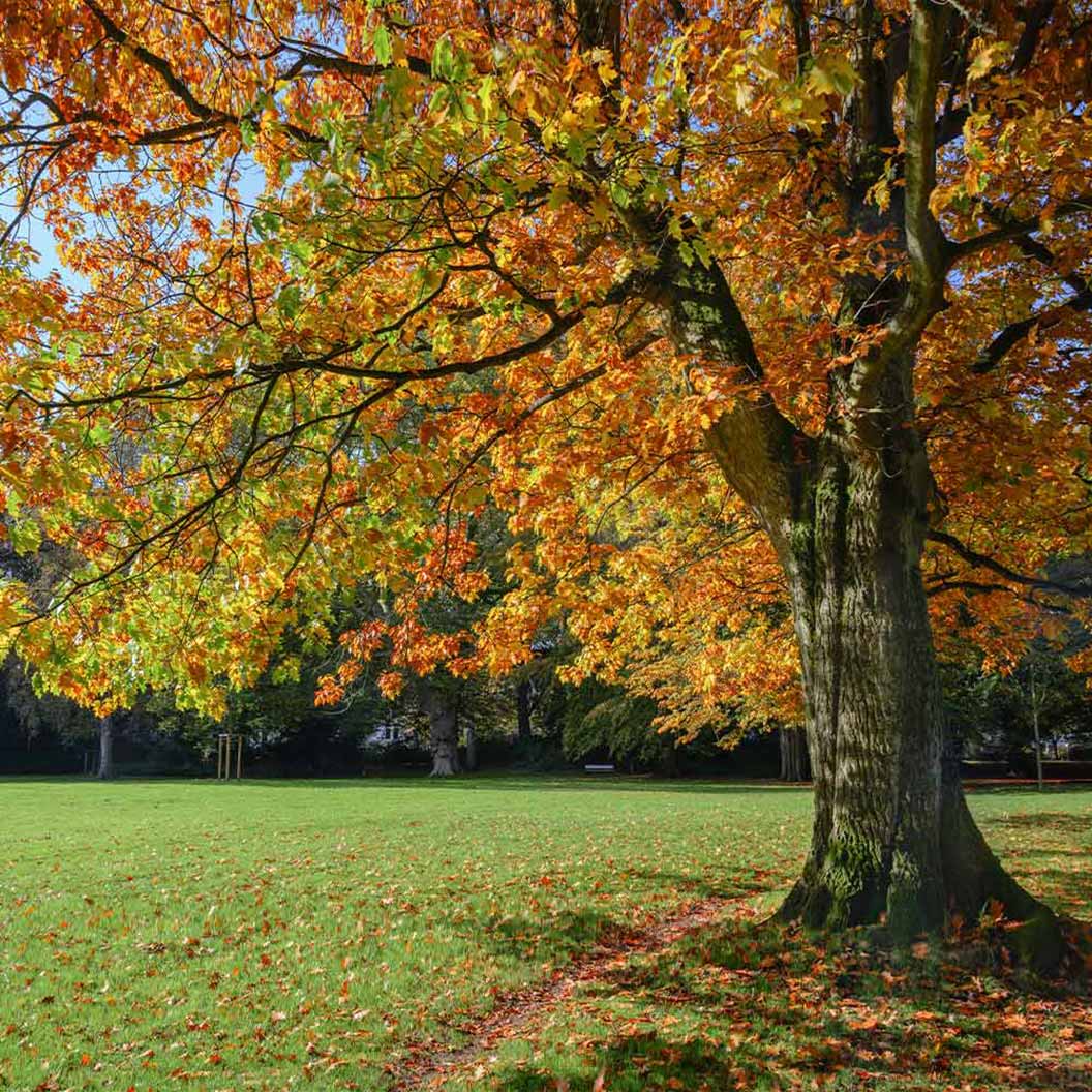 Northern Red Oak Tree