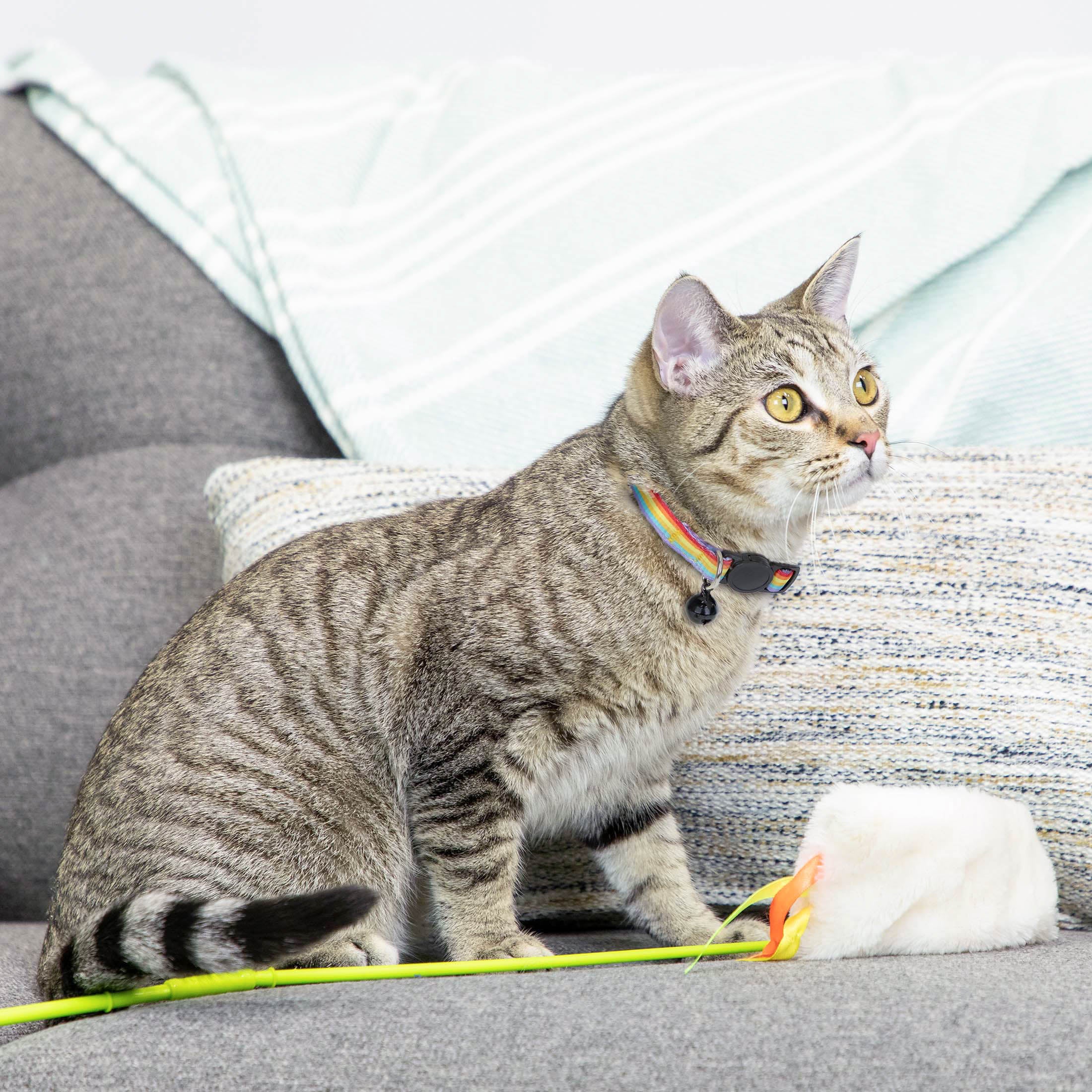 Vibrant Life 2-Pack Cat Collar， Multi Color Rainbow Stripe， and Solid Blue， One Size