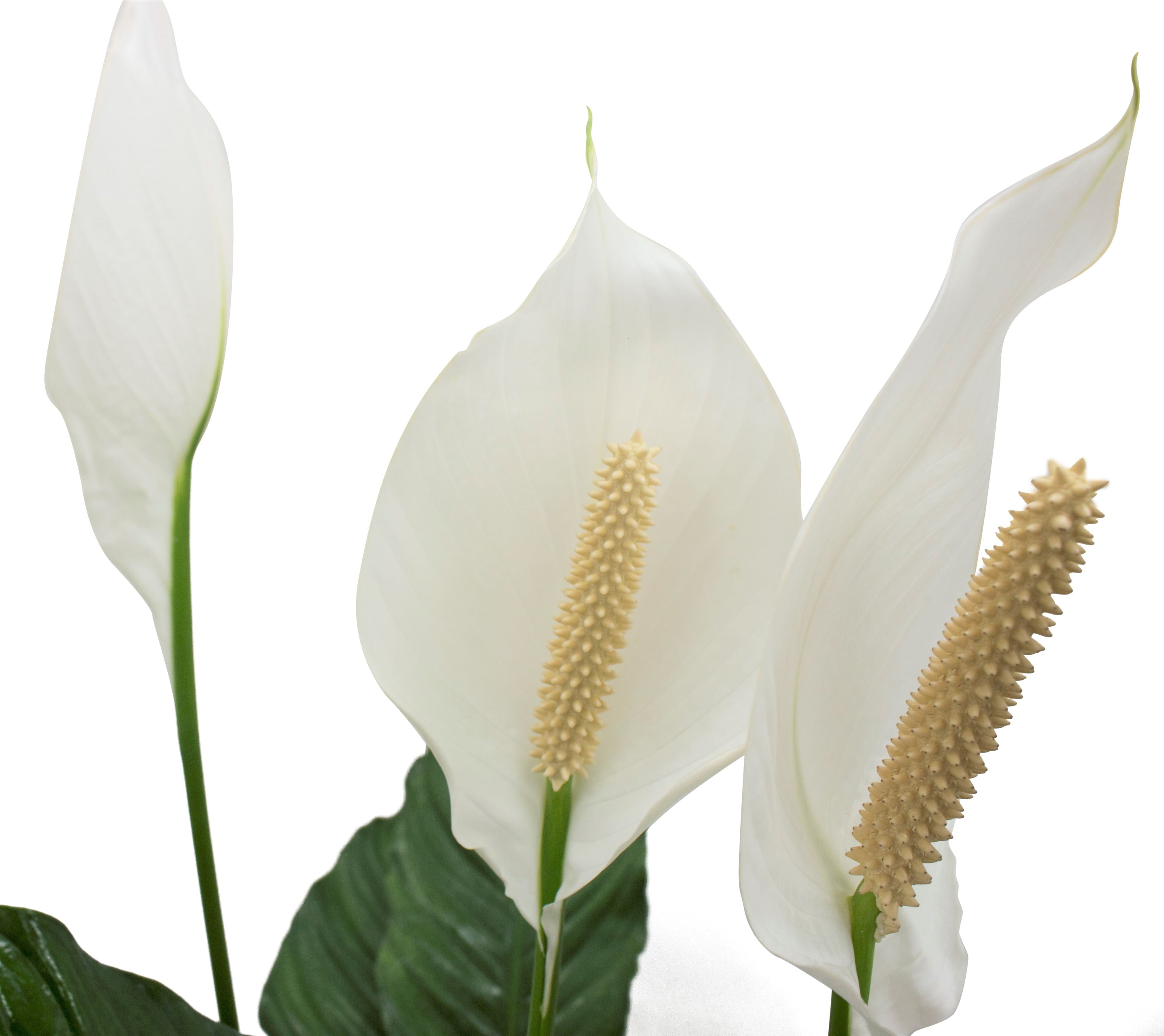 Costa Farms Live Indoor 27in. Tall White Peace Lily; Bright， Indirect Sunlight Plant in 9.25in. Mid-Century Modern Planter