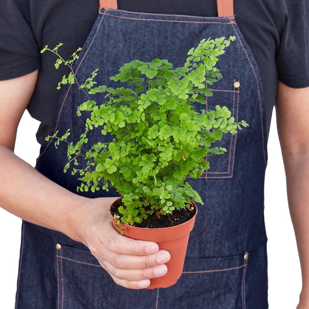 Maidenhair Fern (Adiantum) Plant in 4 in. Grower Pot 4_FERN_MAIDENHAIR