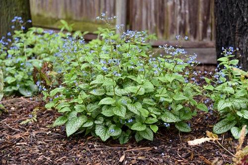 1 Gallon， 'Jack of Diamonds' (Brunnera) Live Plant， Blue Flowers， and Silver Foliage