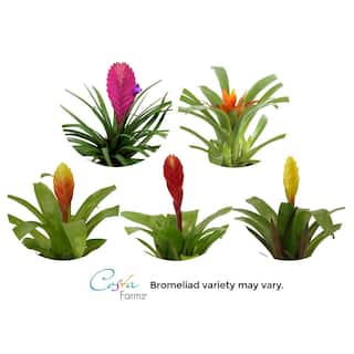 Costa Farms Grower's Choice Bromeliad Indoor Plant in 4 in. White Pot Avg. Shipping Height 1-2 ft. Tall CO.BRO4.3.WHT.G