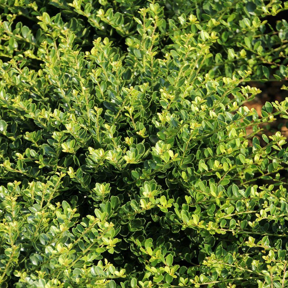 national PLANT NETWORK 2.25 Gal. Holly Compacta Shrub HD7142