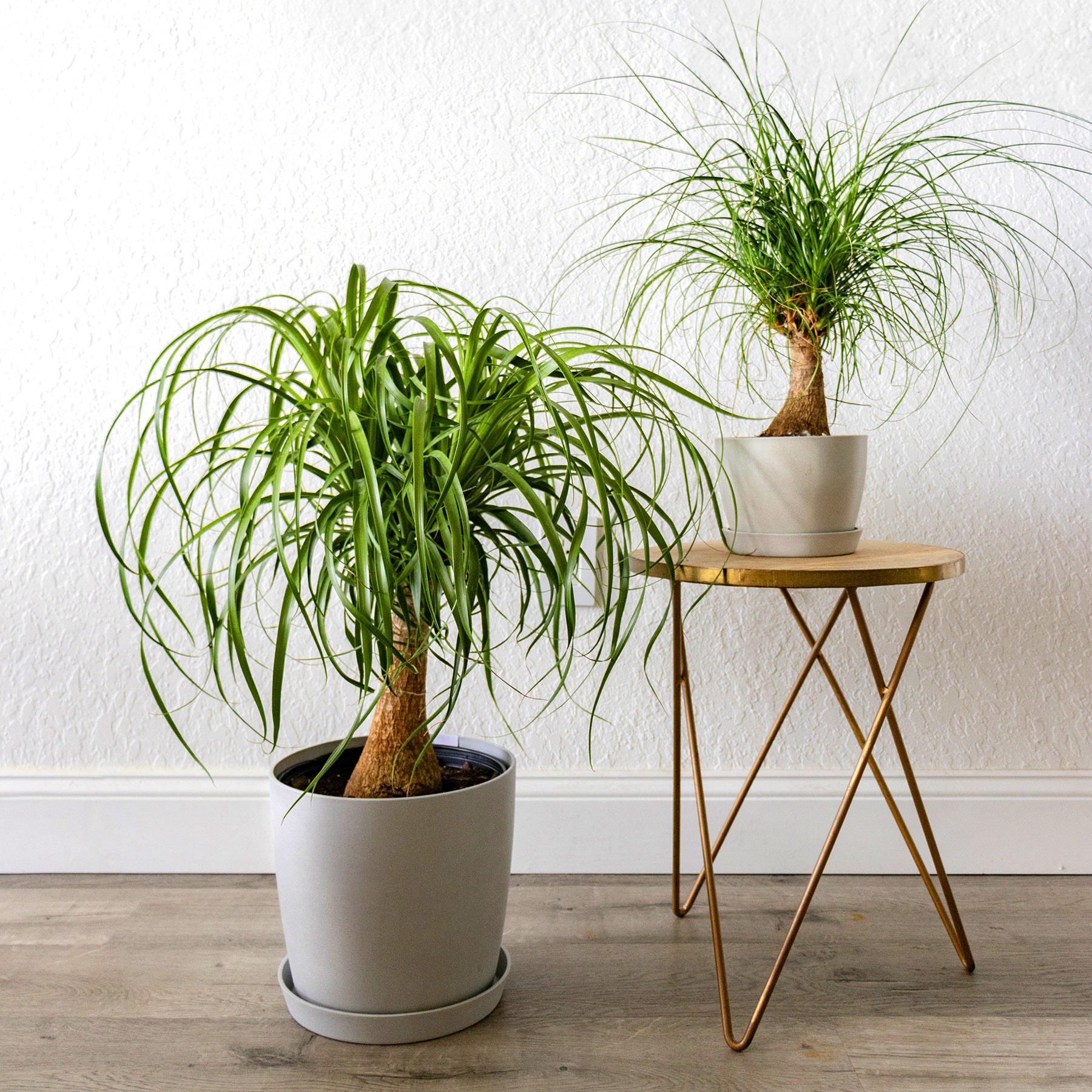 United Nursery Live Ponytail Palm 24-32in Tall Green Tropical houseplant in 10in Grower Pot