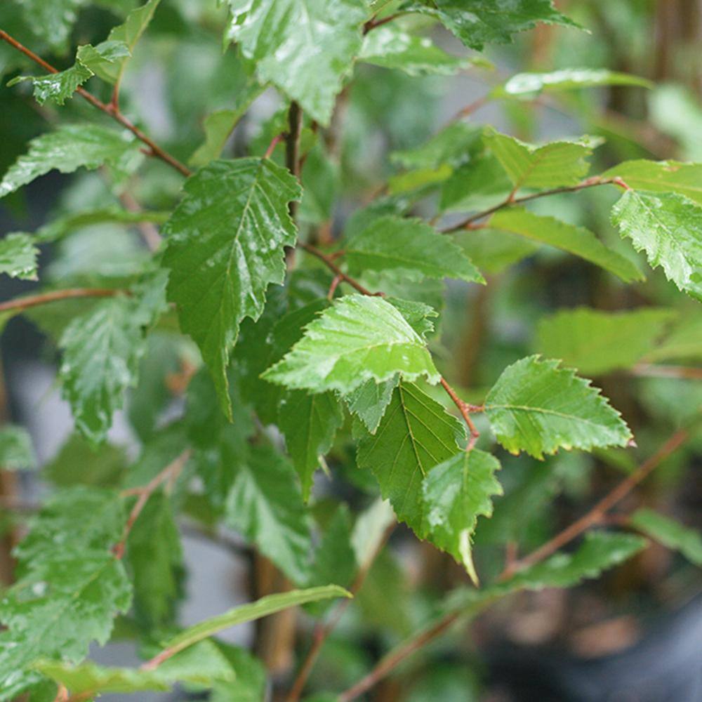 Perfect Plants 5 Gal. River Birch Tree (2-Pack) THD00420