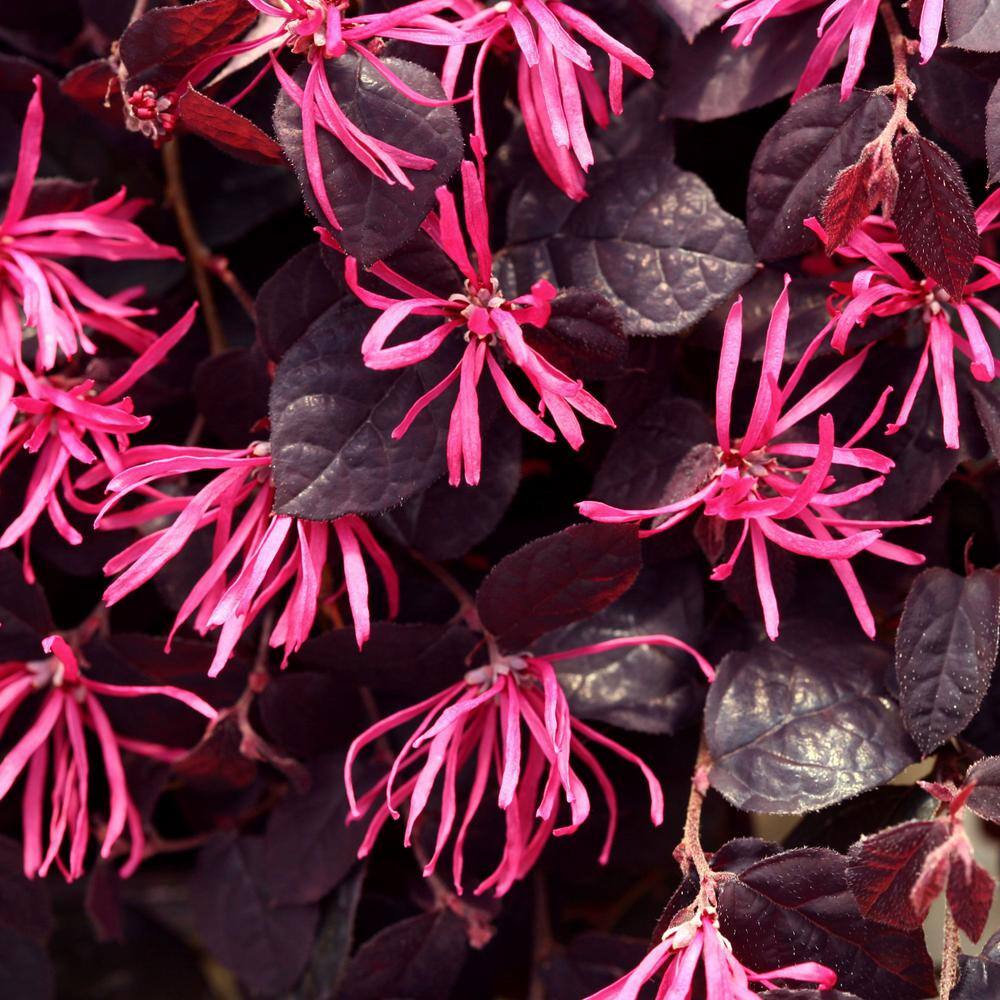 PROVEN WINNERS 2 Gal. Jazz Hands Pink Loropetalum Shrub with Cool Purple Foliage 13912