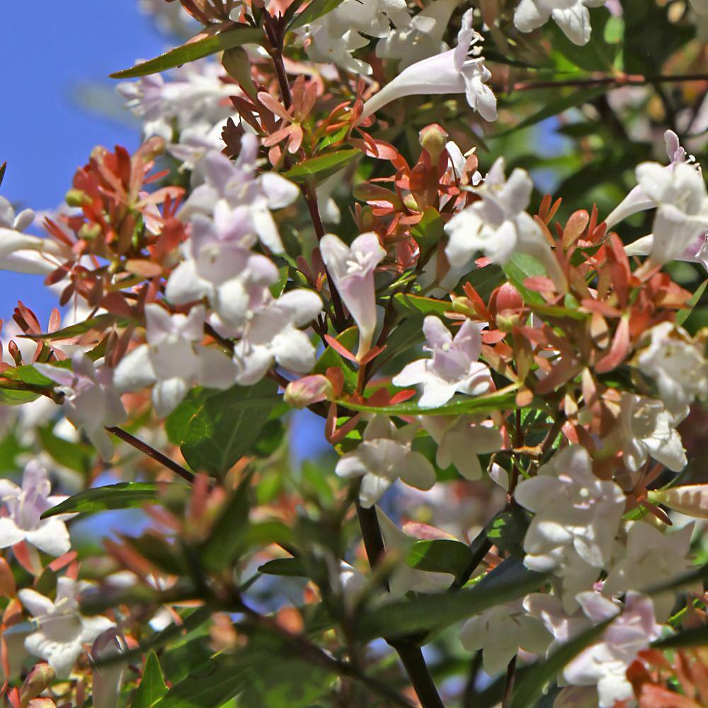 national PLANT NETWORK 2.25 Gal. Abelia Rose Creek Flowering Shrub with White Blooms HD7133