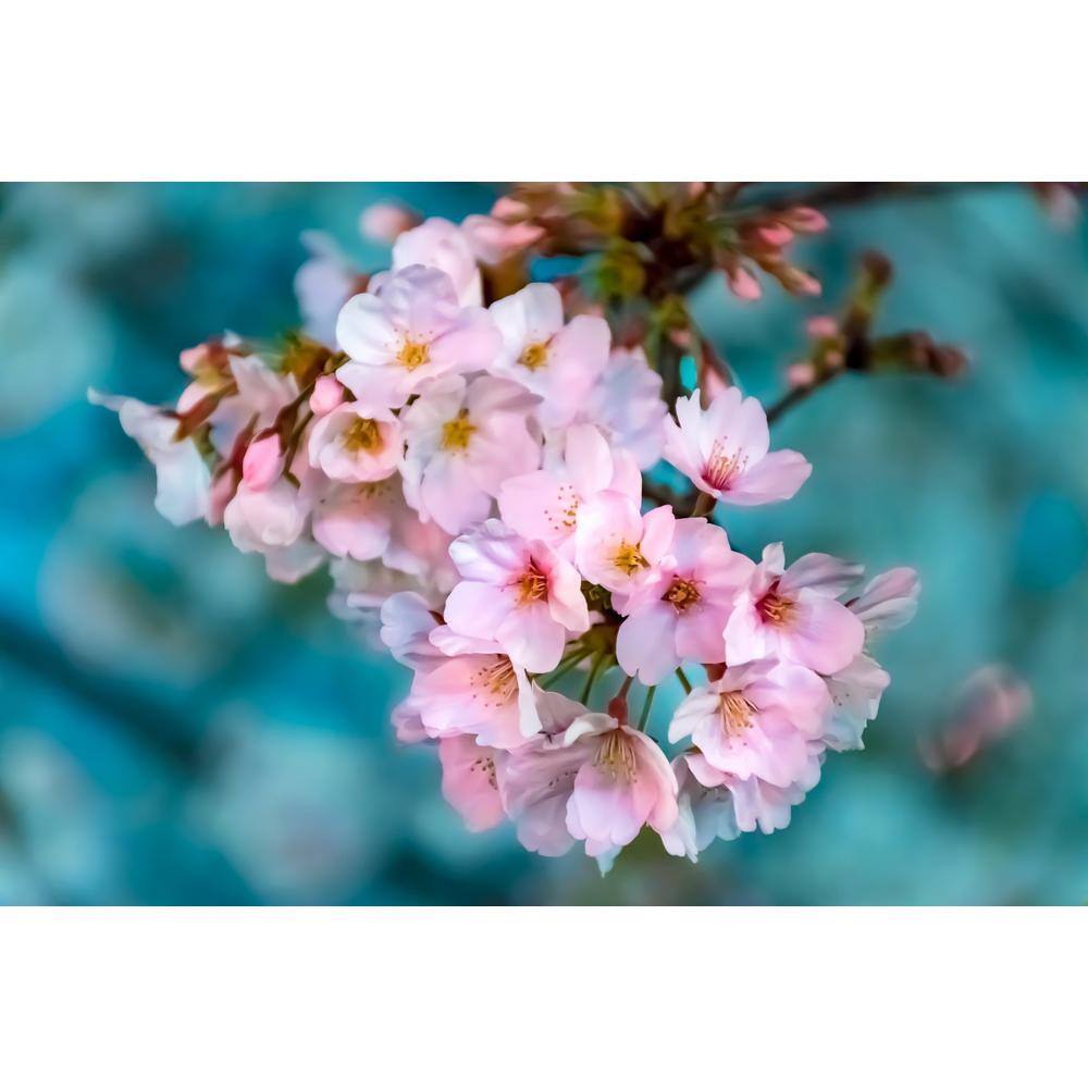 Online Orchards 3 ft. Autumnalis Cherry Blossom Tree with Twice Blooming Pink Flowers FLCH206