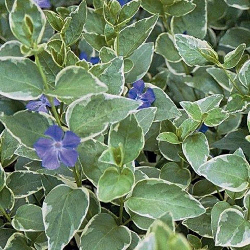 BELL NURSERY 4 in. Green Vinca Vine Live Flowering Perennial Groundcover Plant (6-Pack) VVINE4GRE6PK