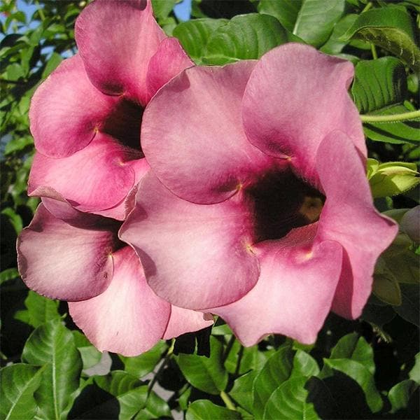 Allamanda Tiger (Peach Orange) - Plant