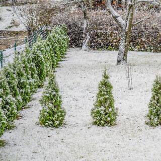 Perfect Plants 1-2 ft. Tall Thuja Green Giant in Grower's Pot THD00610