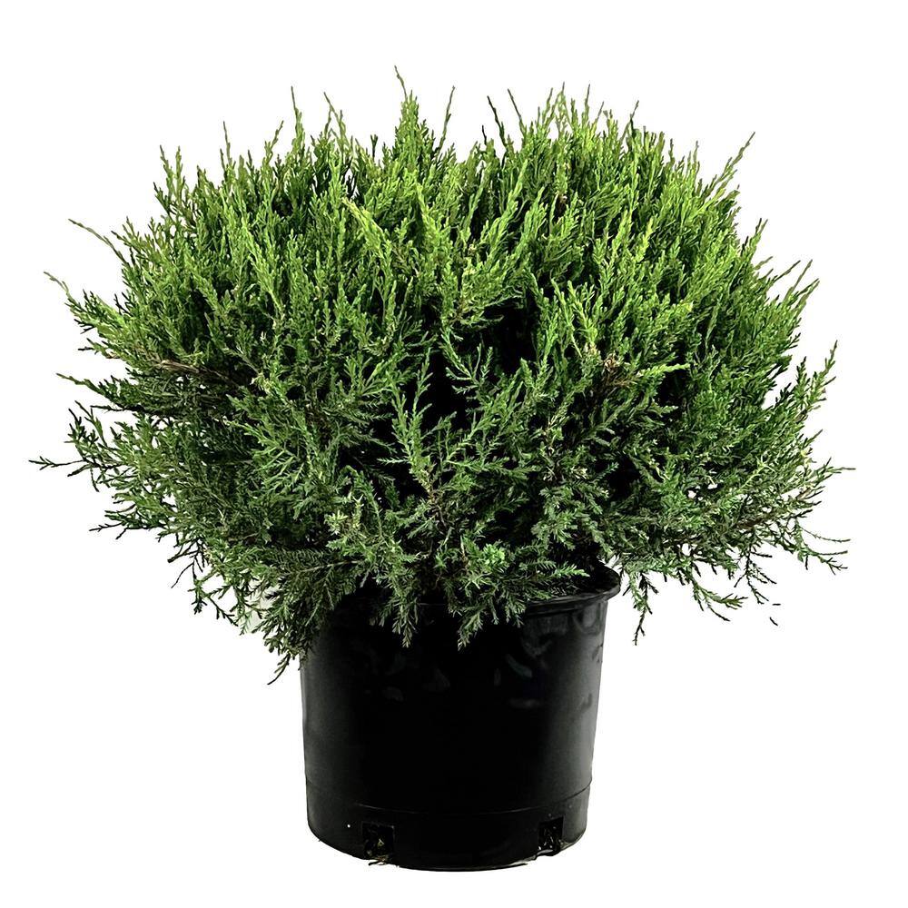 2.25 Gal. Juniper Sea Green Live Shrub with Bright Green Foliage O488003