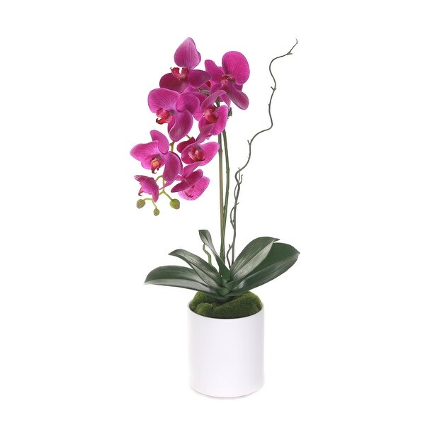 Purple Phalaenopsis Orchid in White Cylinder Pot