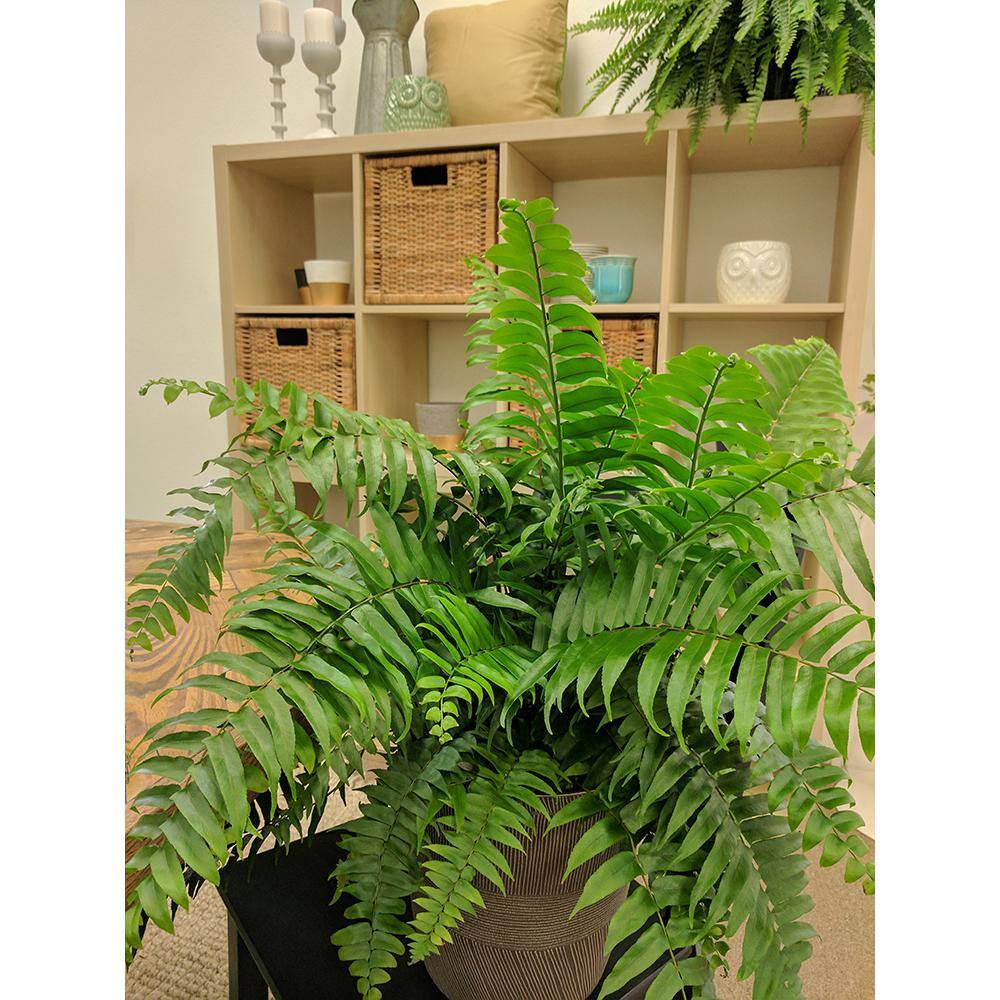 Costa Farms Macho IndoorOutdoor Fern in 9.25 White Paradise Planter Avg. Shipping Height 2-3 ft. Tall CO.3.MF10.PARWT