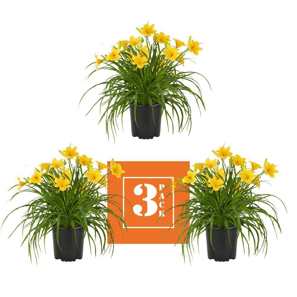 METROLINA GREENHOUSES 2 QT. Yellow Stella D'oro Daylily Perennial Plant (3-Pack) 4029