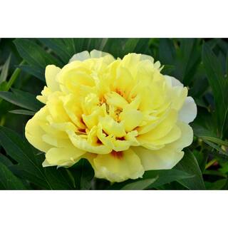 BELL NURSERY 3 Gal. Bartzella Peony (Paeonia Itoh) Live Shrub with Bright Yellow-Deep Red Double Blooms PEONY3BAR1PK