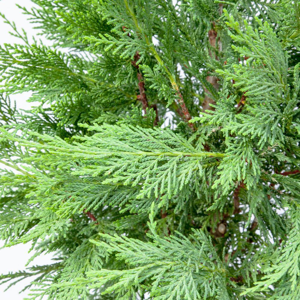 Perfect Plants 2 ft. to 3 ft. Tall Leyland Cypress Tree in Growers Pot Perfect for Natural Privacy THD00527
