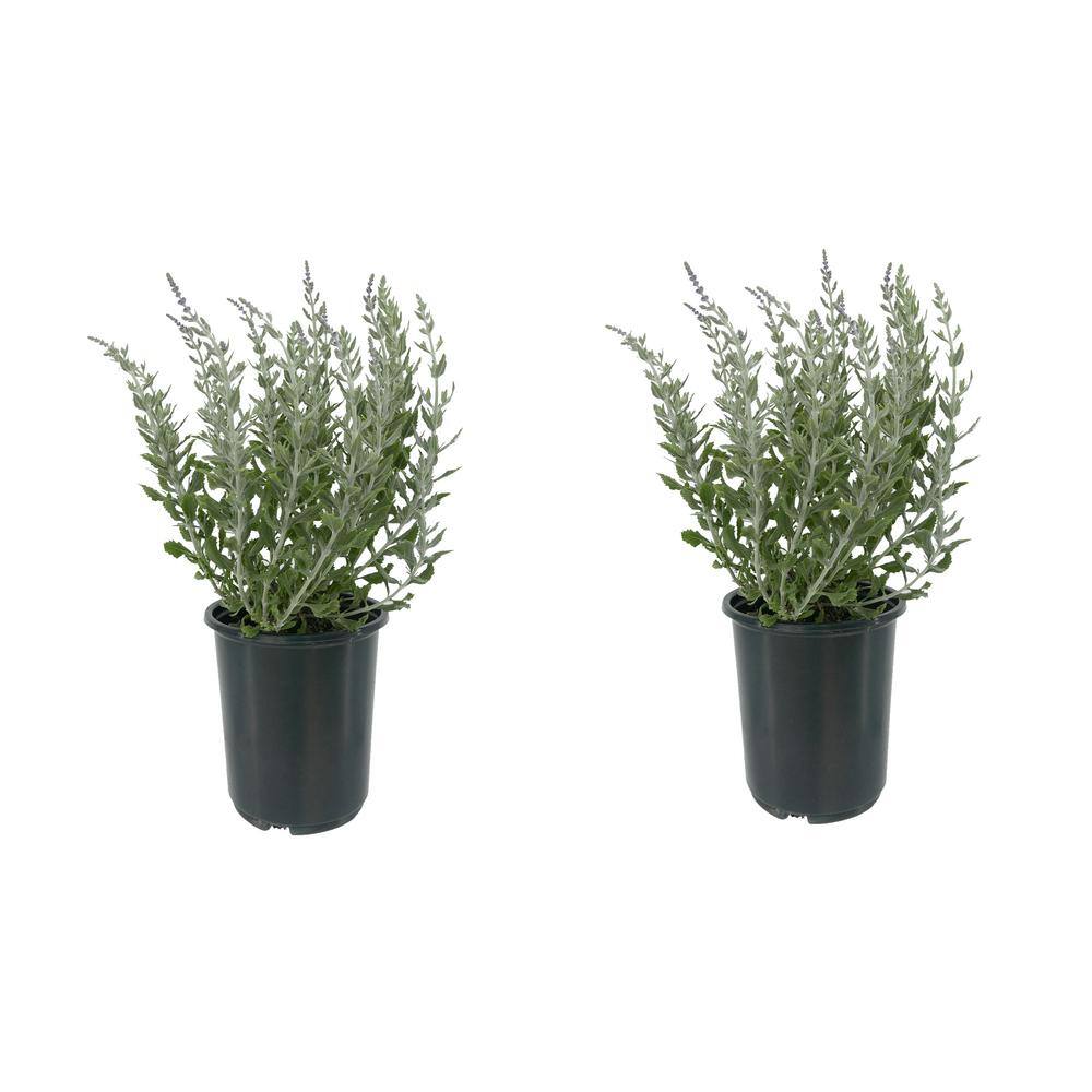 2.5 qt. Perennial Perovskia Atriplicifolia Sage (2-Pack) 1163