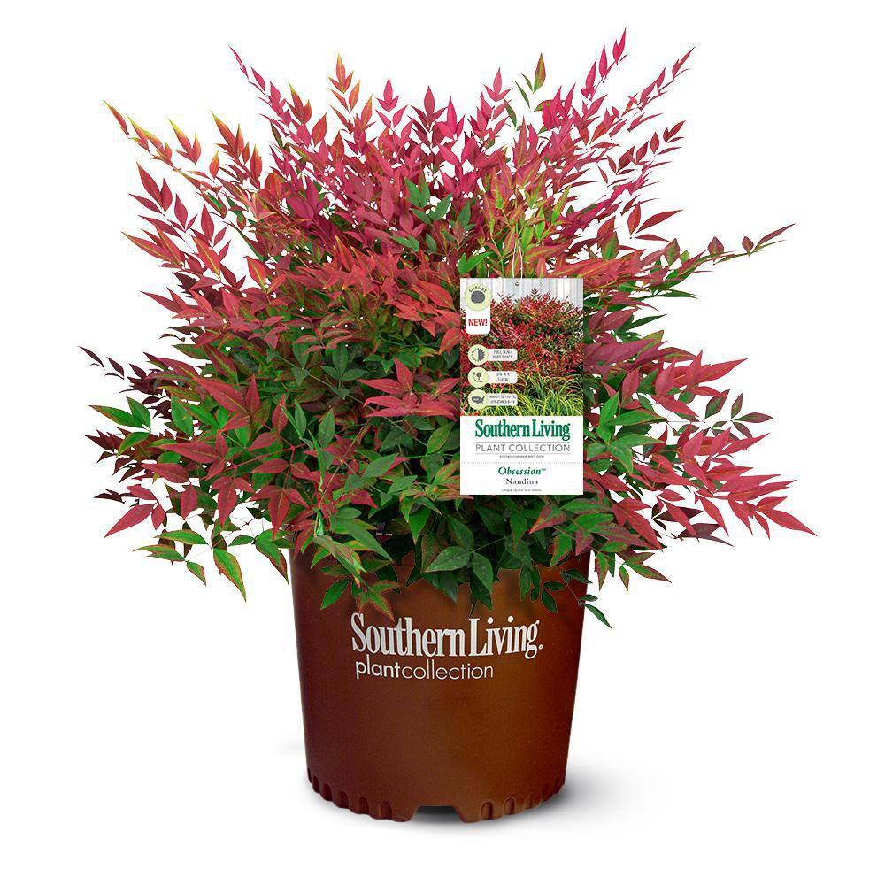 SOUTHERN LIVING 2 Gal. Obsession Nandina Shrub with Bright Red Foliage 14404