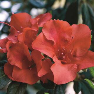 ENCORE AZALEA 1 Gal. Autumn Embers Shrub with Red Flowers 10350