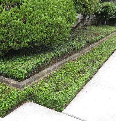 Classy Groundcovers - Periwinkle 'Traditional' Periwinkle， Creeping Myrtle {25 Pots - 3 1/2 inch Square}