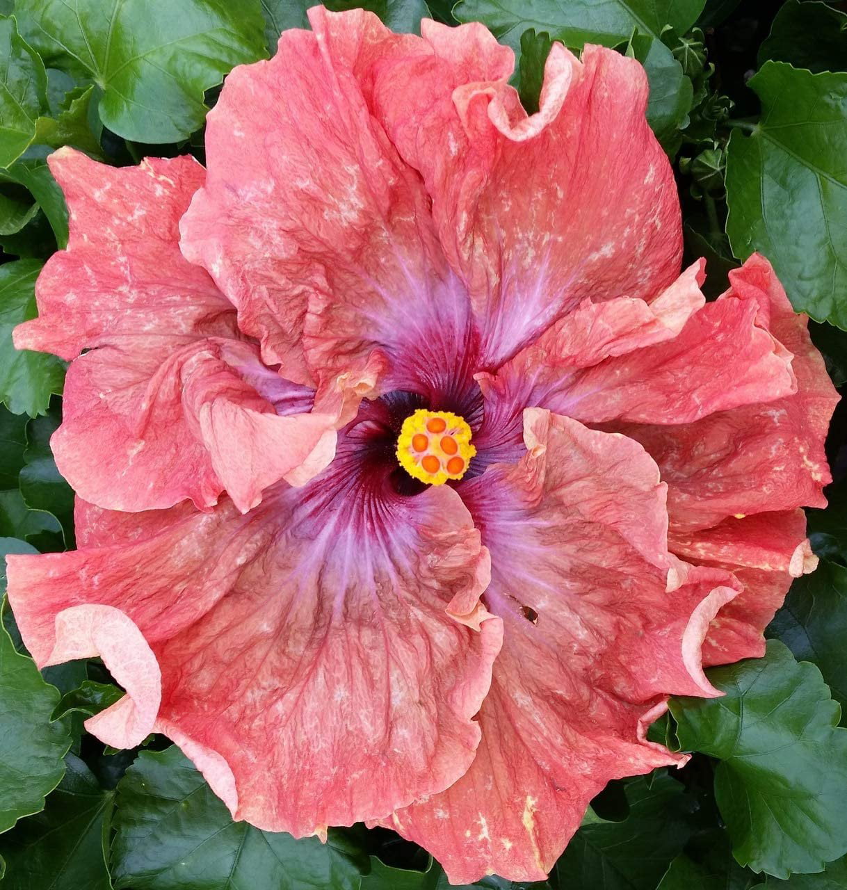 Hibiscus Cajun Color Tsunami， Starter Plant