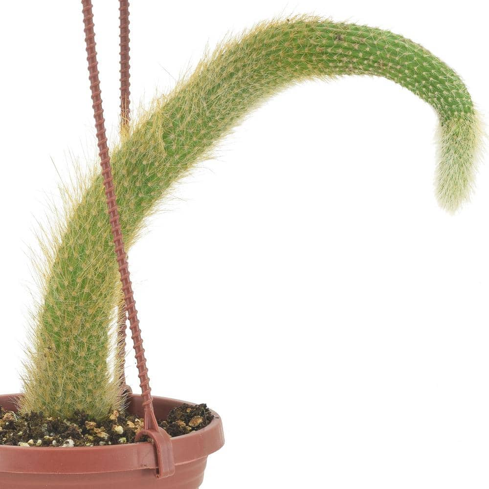 Arcadia Garden Products 4 in. Monkey Tail Cactus in Brown Plastic Hanging Basket LV93