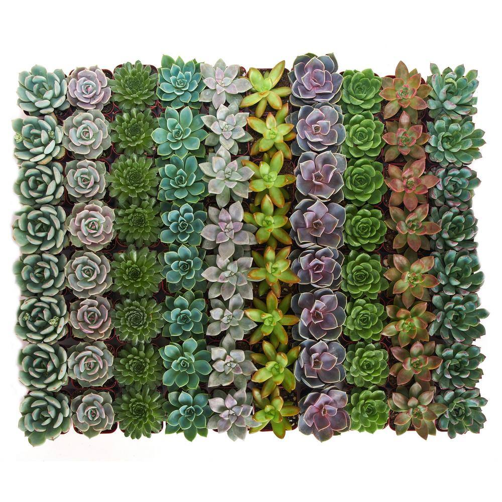 Shop Succulents 2 in. Rosette Succulent (Collection of 140) R140