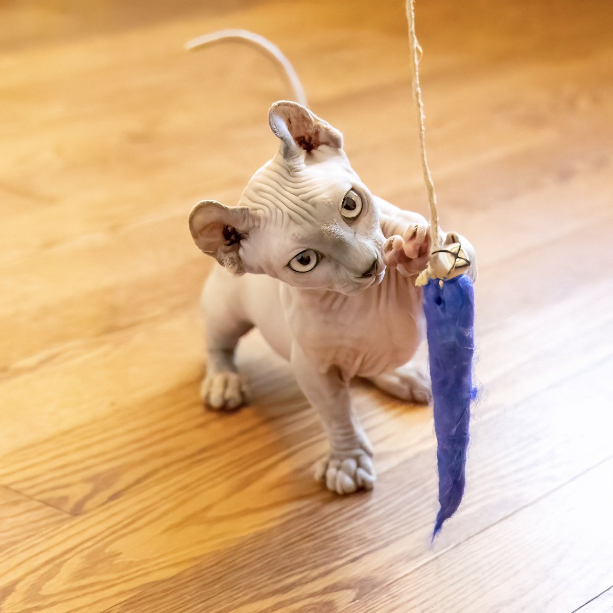 Honest Pet Products Eco Kitty Catcher Fishpole Cat Toy