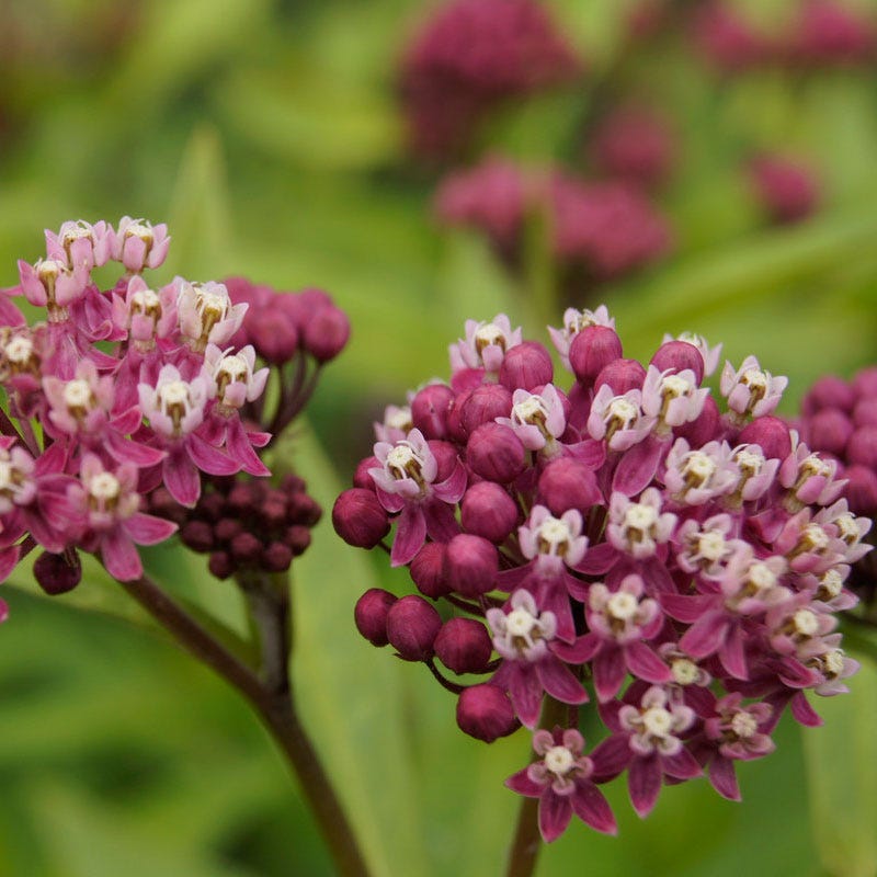 Cinderella' Swamp Milkweed