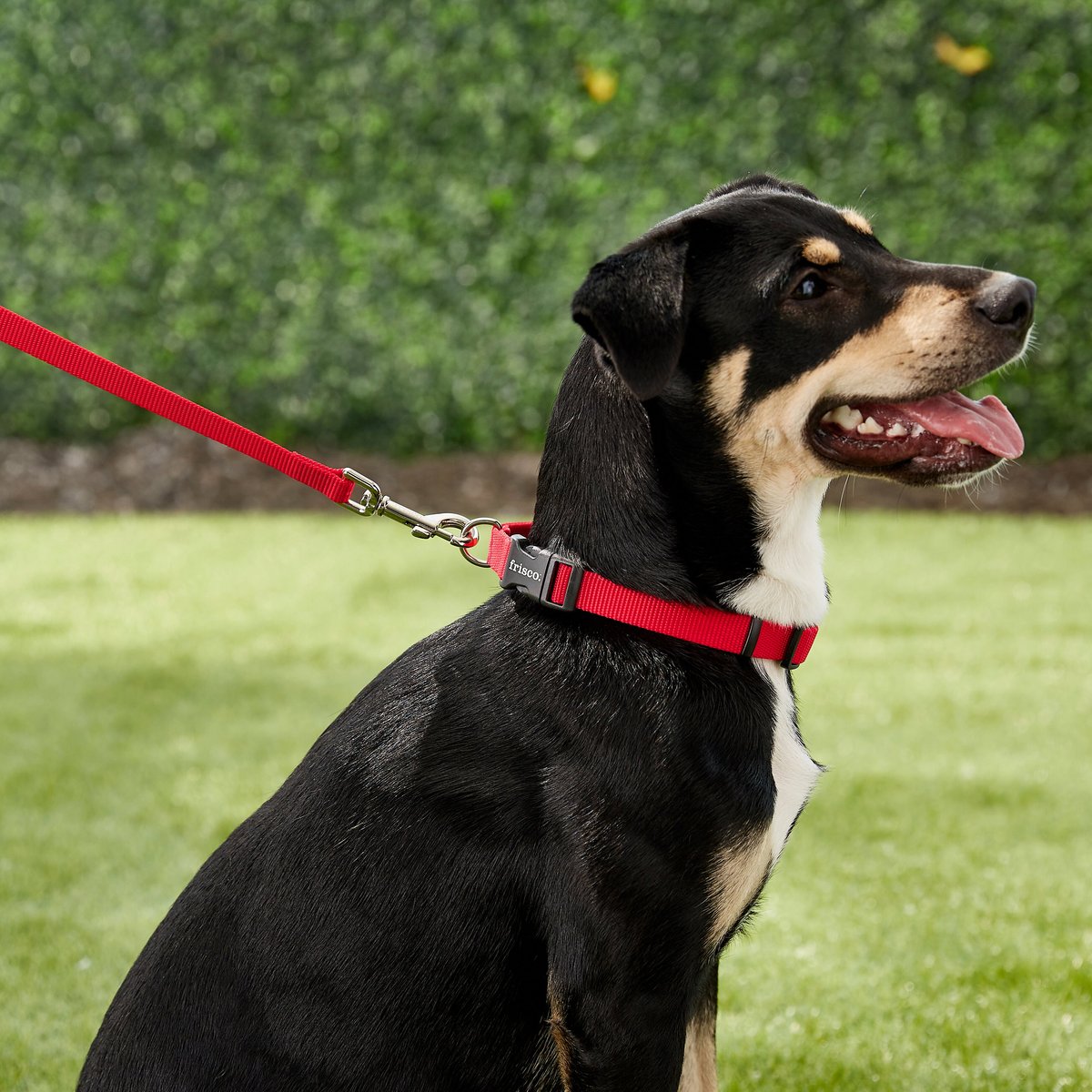 Frisco Solid Nylon Dog Leash