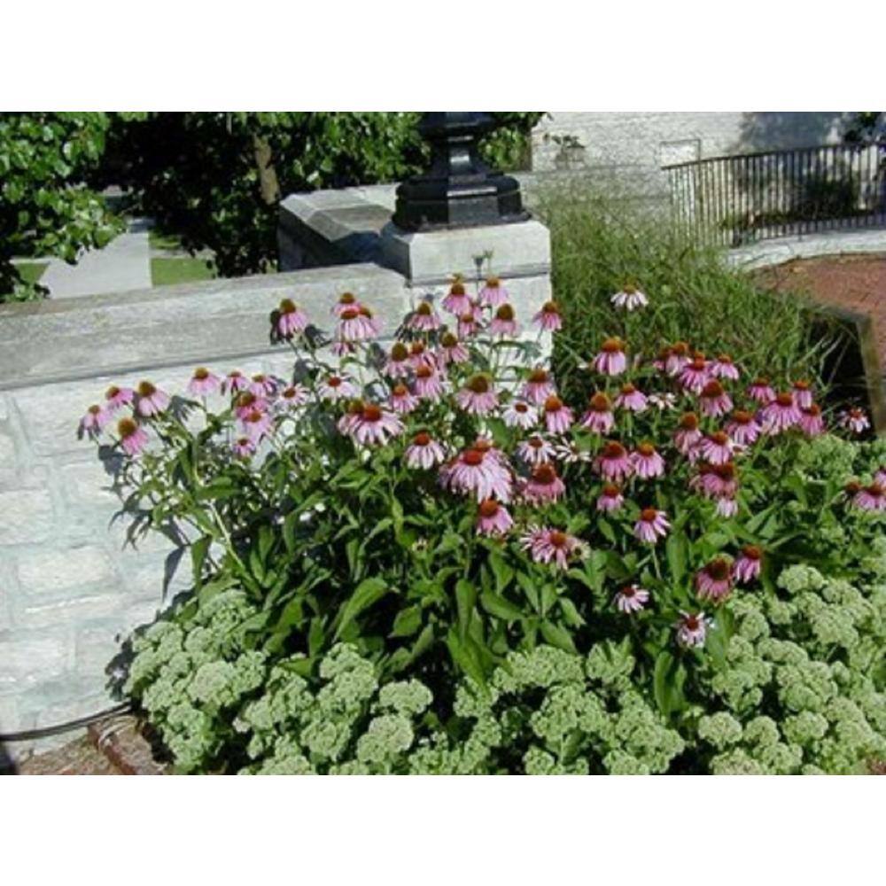 BELL NURSERY 2.5 qt. Echinacea Coneflower Live Flowering Perennial Plant CNFLW1GMUL1PK