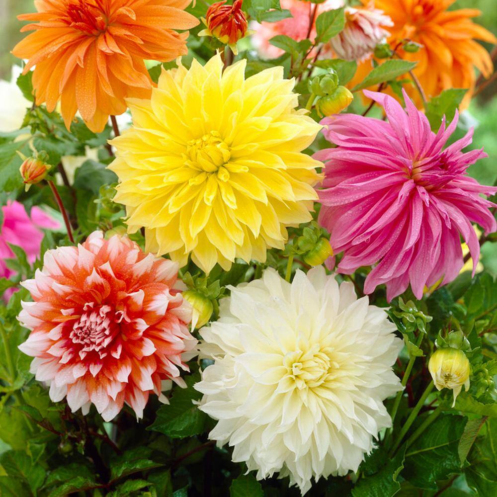 Garden State Bulb Dahlia Dinnerplate Mixed Live Flower Tubers (Bag of 4) ECS-06-04-01