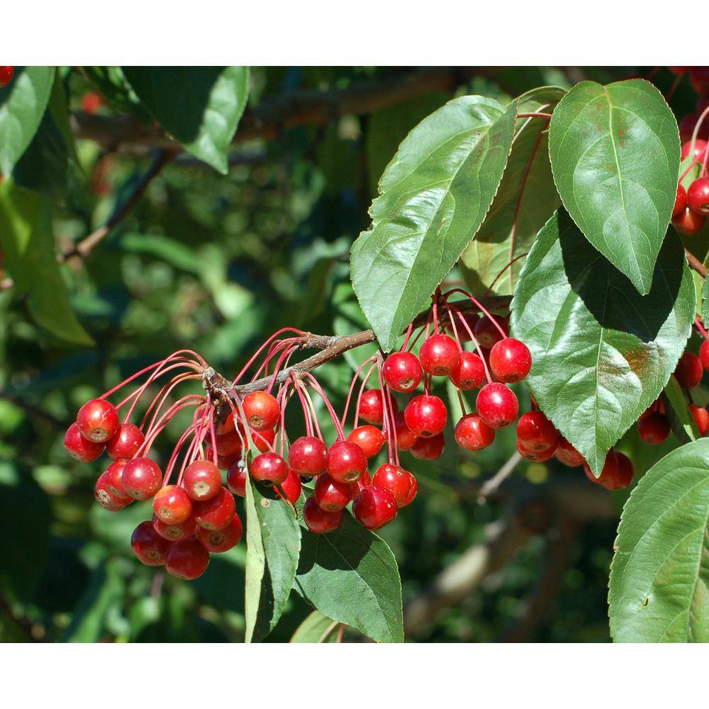 Online Orchards Dolgo Flowering Crabapple Tree Bare Root FLCA004