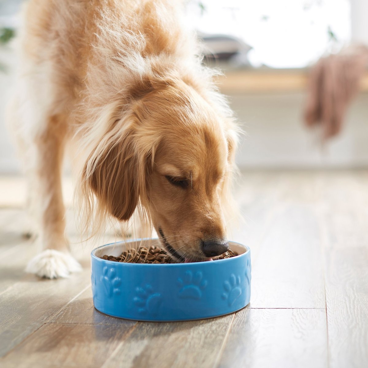 Frisco Paw Prints Non-skid Ceramic Dog and Cat Bowl， Blue