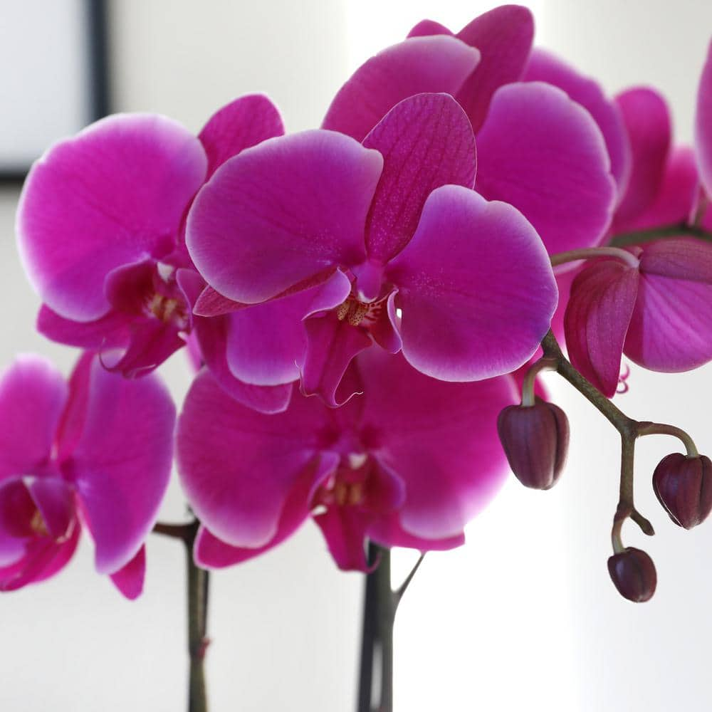 Just Add Ice Premium Orchid (Phalaenopsis) Purple Plant in 5 in. Grey Ceramic Pottery J5012