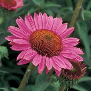 Vigoro 2 QT Echinacea Coneflower 'SunSeekers Magenta' Red Perennial Plant 1005117281