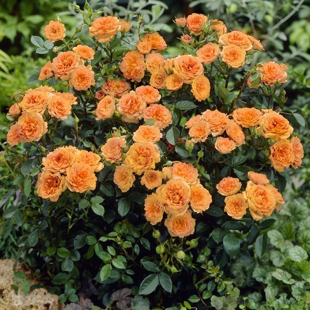 national PLANT NETWORK 4 in. Teddy Bear Mini Rose with Orange Flowers (3-Piece) HD1069